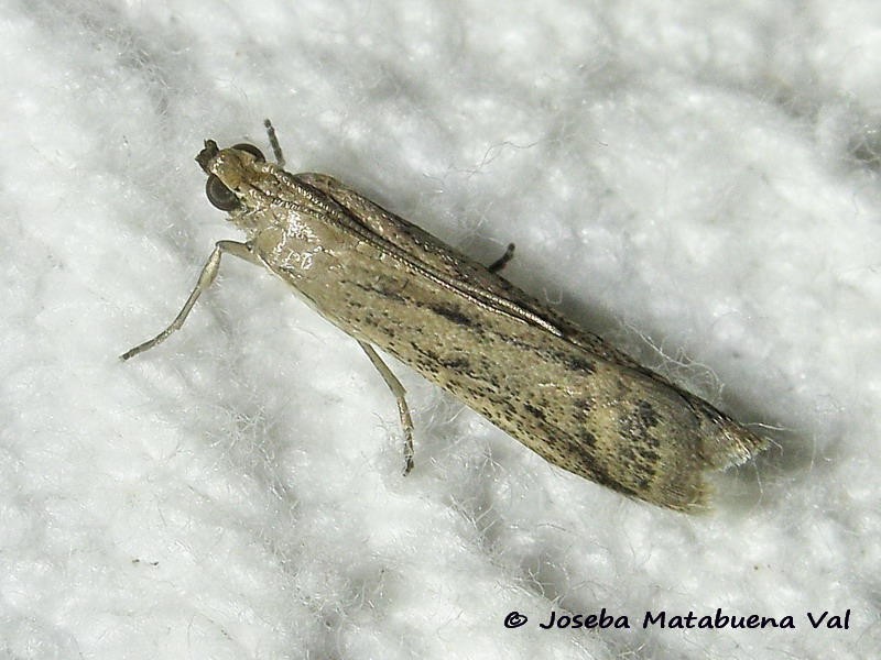 Phycitodes inquinatella - Pyralidae